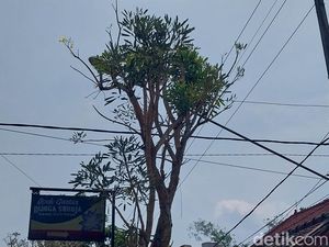 Fakta-fakta dan Penjelasan Pohon Tabebuya Menangis di Kepanjen Malang Fakta-fakta dan Penjelasan Pohon Tabebuya Menangis di Kepanjen Malang