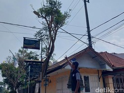 Sederet Fakta Heboh Pohon Tabebuya Menangis di Malang