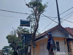Pohon Tabebuya Menangis di Kepanjen Malang Baru Pertama Kali Terjadi