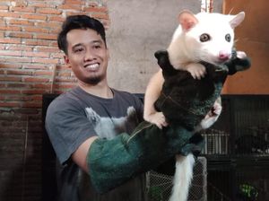 Musang-musang Penyelamat Hidup Bayu hingga Raup Cuan Puluhan Juta Musang-musang Penyelamat Hidup Bayu hingga Raup Cuan Puluhan Juta