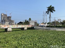 Warga Mulyorejo Surabaya Diserbu Nyamuk gegara Sungai Dipenuhi Eceng Gondok