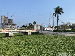 Warga Mulyorejo Surabaya Diserbu Nyamuk gegara Sungai Dipenuhi Eceng Gondok Warga Mulyorejo Surabaya Diserbu Nyamuk gegara Sungai Dipenuhi Eceng Gondok