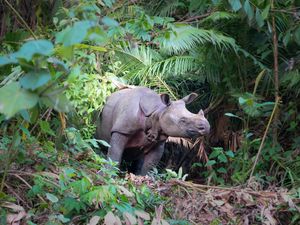 Badak Jawa Kondisinya Seperti Ini, Jumlahnya Tak Sampai 100 Badak Jawa Kondisinya Seperti Ini, Jumlahnya Tak Sampai 100