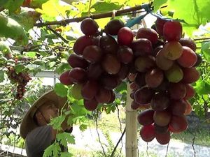 Manisnya Cuan Hasil Budidaya Anggur