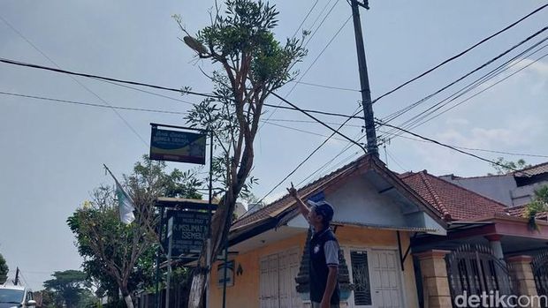 Pohon Tabebuya menangis