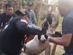 Warga Banyuwangi Nyaris Tewas Saat Evakuasi Kambing Masuk Sumur