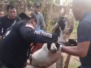 Warga Banyuwangi Nyaris Tewas Saat Evakuasi Kambing Masuk Sumur Warga Banyuwangi Nyaris Tewas Saat Evakuasi Kambing Masuk Sumur