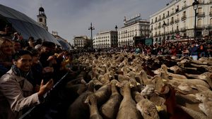 Ratusan Domba Menyemut di Alun-alun Madrid