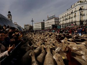 Ratusan Domba Menyemut di Alun-alun Madrid