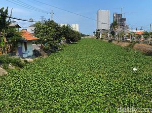 Sungai Kalisari Damen Menghijau Dipenuhi Hamparan Eceng Gondok