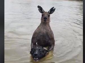 Video Viral Pria Australia Selamatkan Anjingnya dari Kanguru Berotot