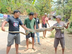 Heboh Ular Sanca Kembang 2,5 Meter Mangsa Ternak di Kokap Kulon Progo