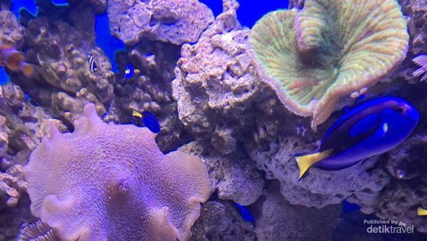 Ikan badut dan ikan blue tang di antara terumbu karang.