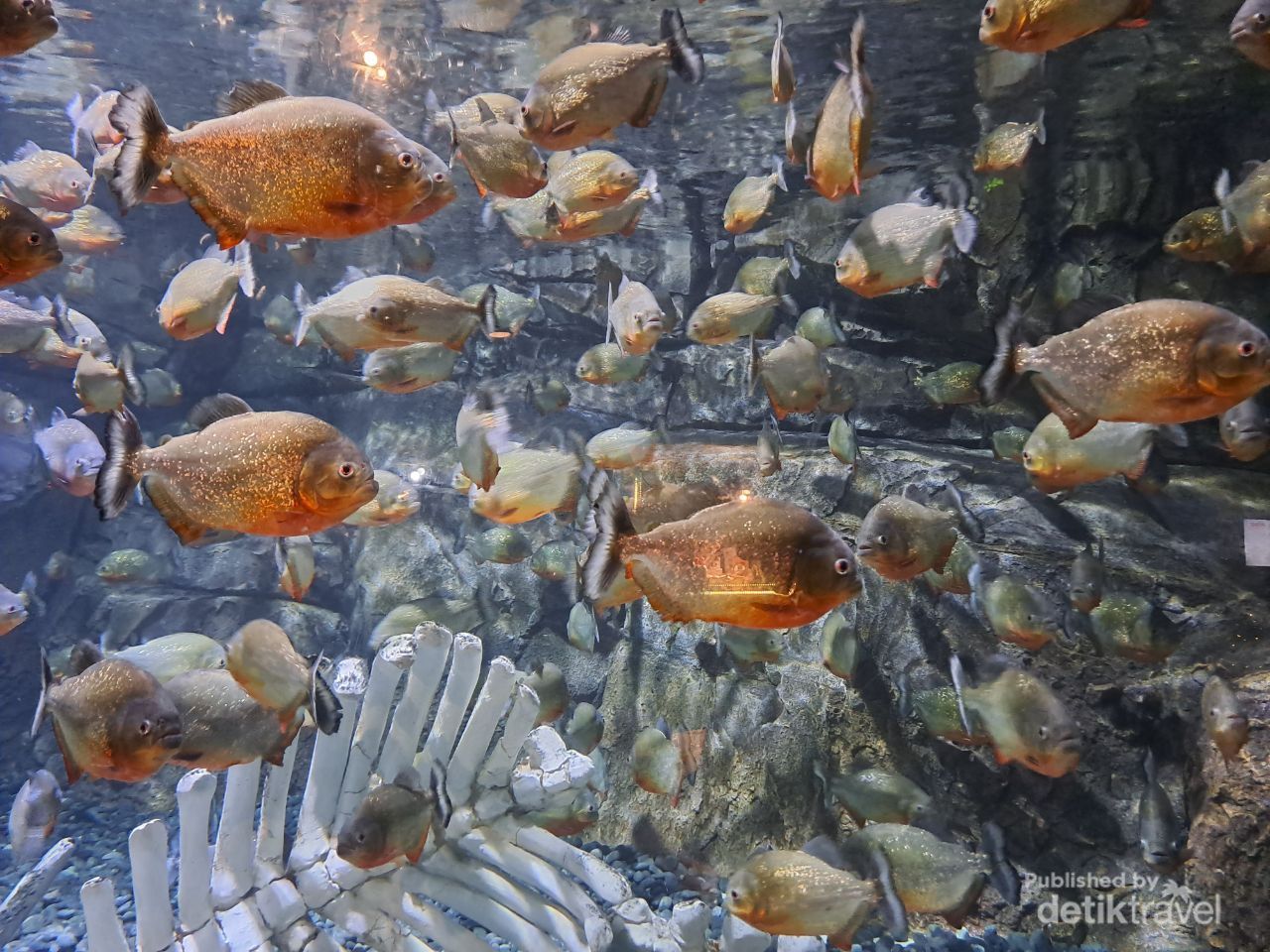 Sekumpulan ikan iranha yang menunggu mangsa.