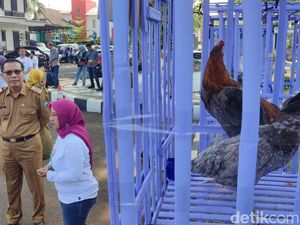 Mengenal Ayam Sentul Khas Lokal Ciamis yang Melegenda