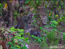 Kawanan Monyet Turun Gunung Serbu Padi dan Pisang Milik Warga Lumajang