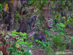 Kawanan Monyet Turun Gunung Serbu Padi dan Pisang Milik Warga Lumajang Kawanan Monyet Turun Gunung Serbu Padi dan Pisang Milik Warga Lumajang