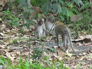 Kawanan Monyet Liar Serbu Padi dan Pisang Milik Warga Lumajang