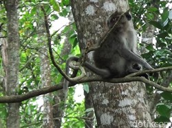 Pilu Warga Ngawen Gunungkidul Berpacu dengan Kawanan Monyet