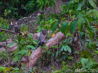 Potret kawanan Monyet Turun Gunung Ambil Makanan Milik Warga Lumajang