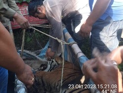 Sedih, Harimau Sumatera yang Langka Kena Perangkap Babi di Simalungun