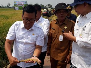 Tekan Dampak El Nino, Kementan Kejar Target Produksi 35 Juta Ton Beras