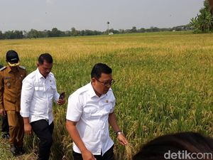 Plt Mentan Panen Padi di Tengah El Nino, Stok Beras Aman?
