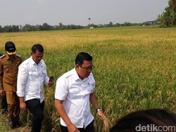 Plt Mentan Panen Padi di Tengah El Nino, Stok Beras Aman?