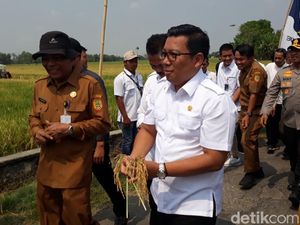 Pede Lawan El Nino, Plt Mentan Panen Padi di Sukoharjo