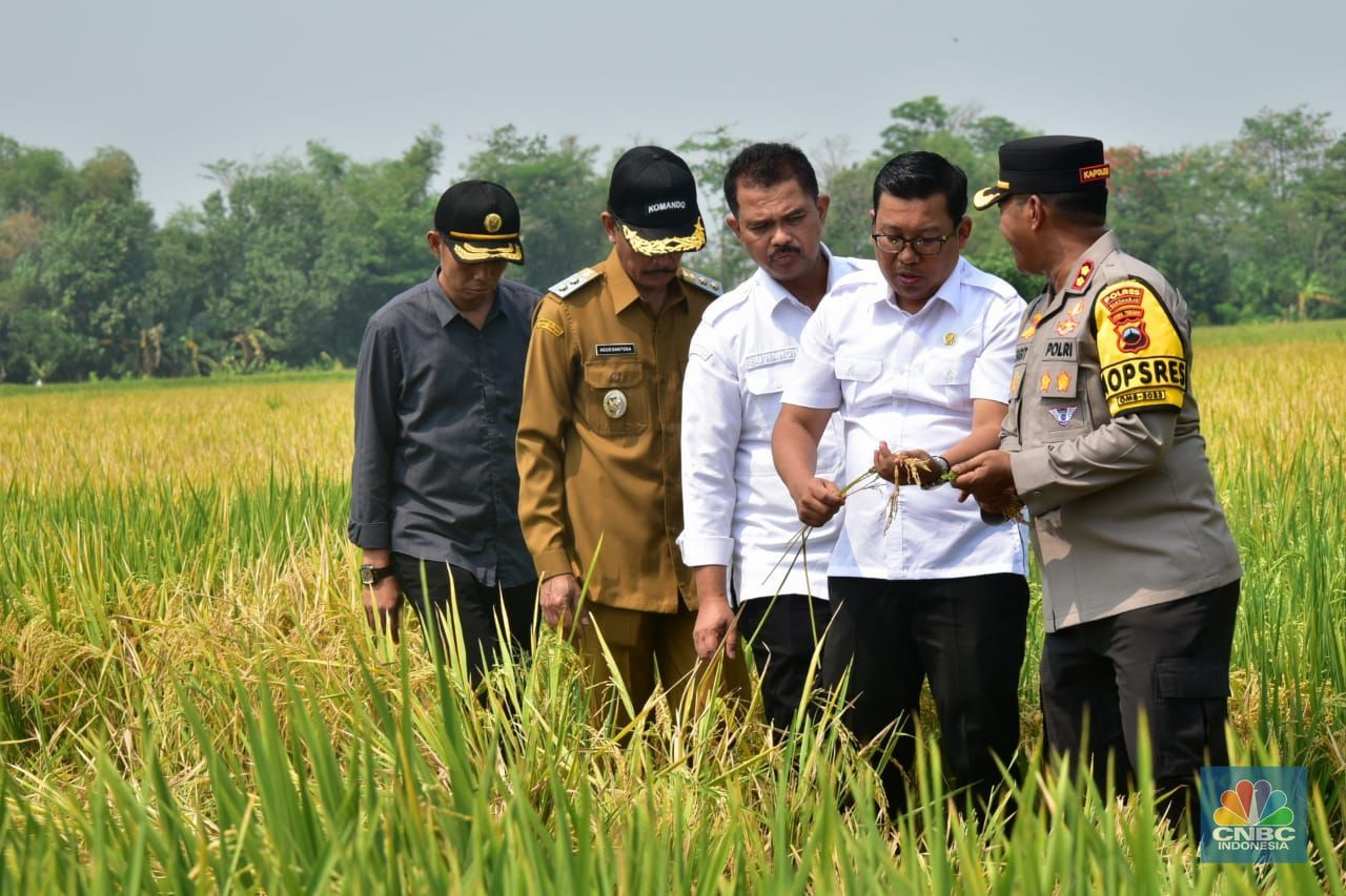 PLT Menteri Pertanian Arief Prasetyo Adi di Kabupaten Sukoharjo, Jawa Tengah. (CNBC Indonesia/Marryasari Rizky)