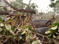 Hujan Deras-Angin Kencang Terjadi di Bogor, Pohon Tumbang Timpa Mobil