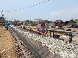 Berkah Kemarau untuk Pengusaha Ikan Asin di Cirebon