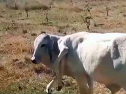 Sapi Aneh yang Bikin Heran Ilmuan