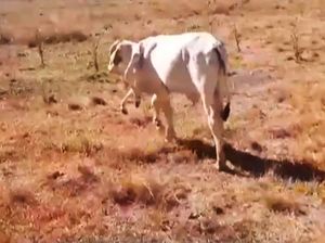 Sapi Aneh Tumbuh Dua Kaki di Leher, Ilmuwan Heran