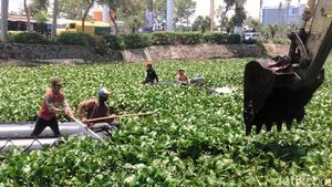 Satgas Mulai Bersihkan Hamparan Eceng Gondok di Sungai Kalisari Damen