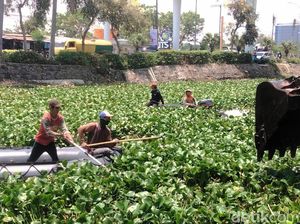 Satgas Mulai Bersihkan Hamparan Eceng Gondok di Sungai Kalisari Damen