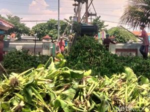 Penyebab Suburnya Eceng Gondok di Sungai Surabaya Pemicu Banyak Nyamuk Penyebab Suburnya Eceng Gondok di Sungai Surabaya Pemicu Banyak Nyamuk