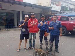 Monyet Lepas Bikin Waswas Warga Depok, Pemilik Minta Damkar Evakuasi