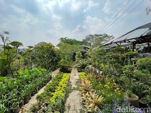 Pasang Surut Bisnis Tanaman Hias di Bandung