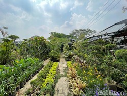 Pasang Surut Bisnis Tanaman Hias di Bandung