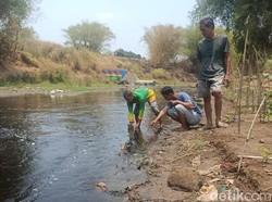 Sambat Kali Samin Sukoharjo Keruh-Bau, Warga Tuding Limbah Ciu