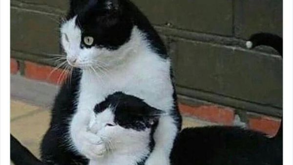 Bukti Kucing Hewan Paling Absurd dan Menghibur, Tingkahnya Ada Aja!