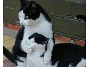 Bukti Kucing Hewan Paling Absurd dan Menghibur, Tingkahnya Ada Aja! Bukti Kucing Hewan Paling Absurd dan Menghibur, Tingkahnya Ada Aja!