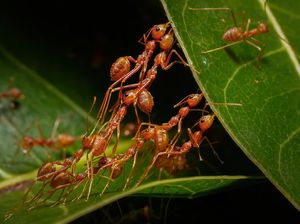 Foto Menakjubkan Karya Jawara Foto Alam Terbaik 2023