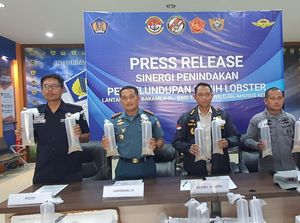 Penyelundupan Benih Lobster Senilai Rp 19 M ke Malaysia di Kepri Digagalkan