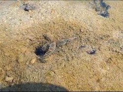 Limbah Lumut Cemari Pantai Karimunjawa, Terparah di Legon Waru