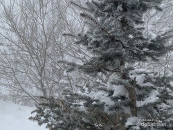 Pohon Bisa Meledak saat Musim Dingin, Ini Penjelasan Ahli