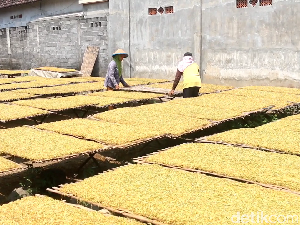 Musim Kemarau Jadi Berkah Petani Tembakau di Lumajang Musim Kemarau Jadi Berkah Petani Tembakau di Lumajang