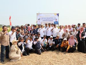 Panen Raya Sukadiri Tangerang Jadi Angin Segar di Tengah Kemarau Panen Raya Sukadiri Tangerang Jadi Angin Segar di Tengah Kemarau