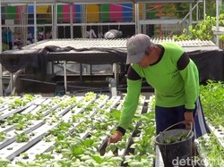 Panas Ekstrem, Sayuran Hidroponik di Lamongan Kering dan Mati